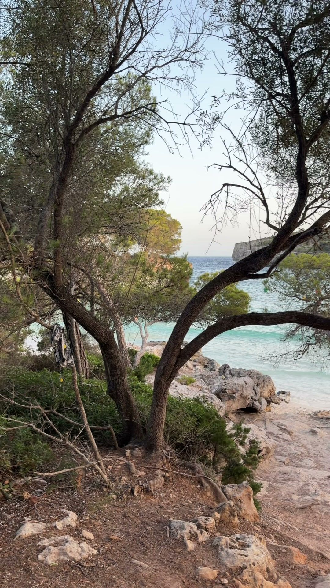 Pinos enmarcando el agua turquesa de Cala Turqueta al atardecer
